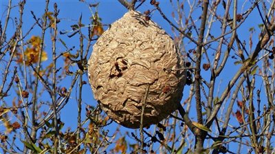 Chronique Radio "Apis Mellifera" : le Rucher-Ecole de Caylus vous parle apiculture