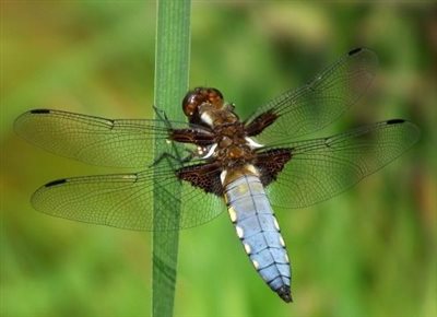 Balade nature à la découverte de la zone humide de Labarthe : Samedi 27 mai 14h