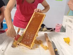 Désoperculation