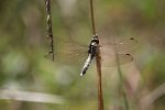 Orthetrum a Stylets blancs