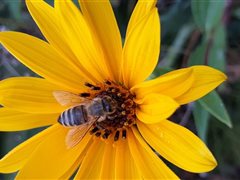 Abeille sur fleur de topinambour