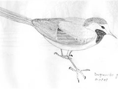 Dessin bergeronette grise