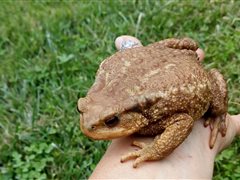 Crapaud commun
