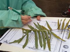 Science Participative 