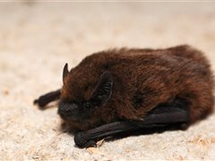 Wikicommons_Pipistrellus_pipistrellus_Gilles San Martin
