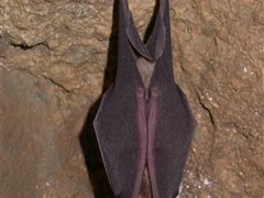 Wikicommons_Rhinolophus_ferrumequinum_Gilles San Martin