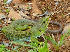 Wikicommons_Jean_NICOLAS