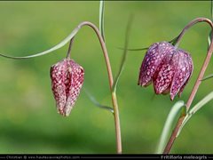 Fritillaire