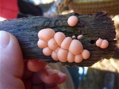 Lycogale des arbres myxomycète