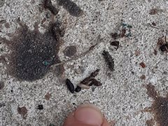 crottes chauve souris