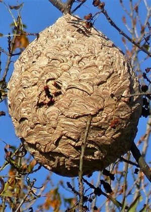 Chronique Radio "Apis Mellifera" : le Rucher-Ecole de Caylus vous parle apiculture