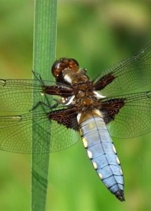Balade nature à la découverte de la zone humide de Labarthe : Samedi 27 mai 14h