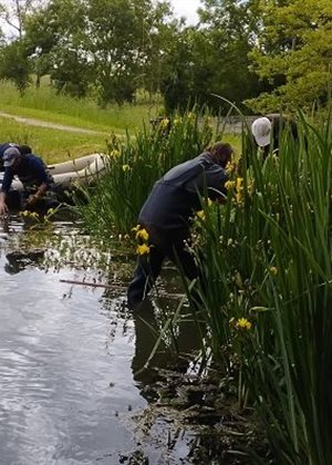 Puylaroque : Lutte active contre la Myriophylle du Brésil
