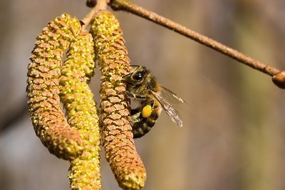 Rucher-Ecole : les conseils apicoles du mois de mars