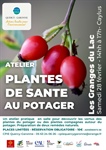 Plantes de santé au potager