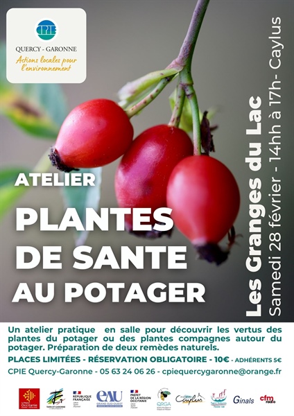 Plantes de santé au potager