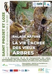 La vie cachée des vieux arbres