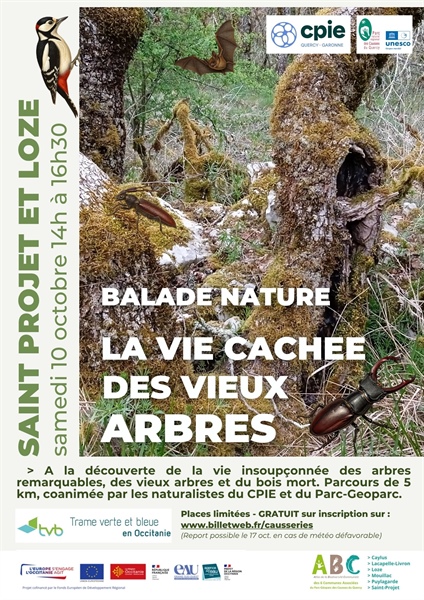 La vie cachée des vieux arbres