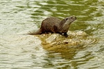 Journée de terrain « Initiation Loutre » secteurs de Bruniquel et Monclar de Quercy